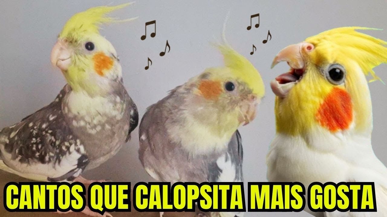 Canto da Calopsita 🐦✨ Sons Relaxantes e Naturais de calopsitas cantando