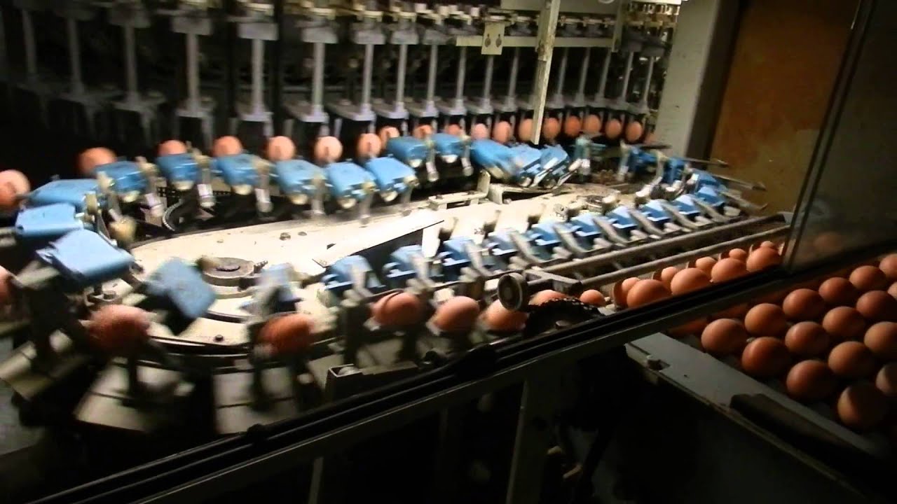 Moba 2000 Egg Grader - Operation