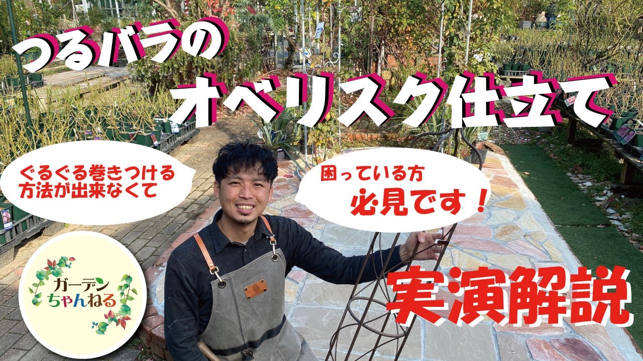 【バラの剪定 誘引】楽で分かりやすい、つるバラのオベリスク仕立て 実演解説します【脱グルグル巻き】