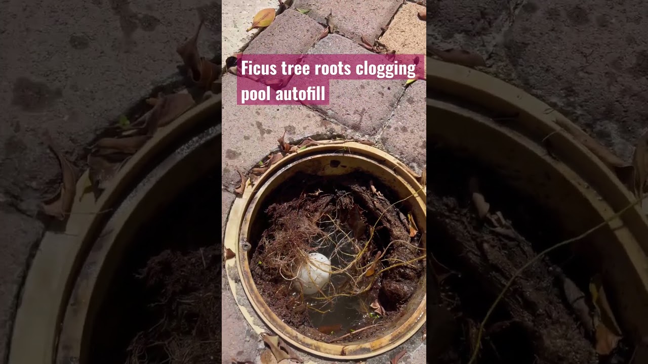 #tree #roots in #pool autofill