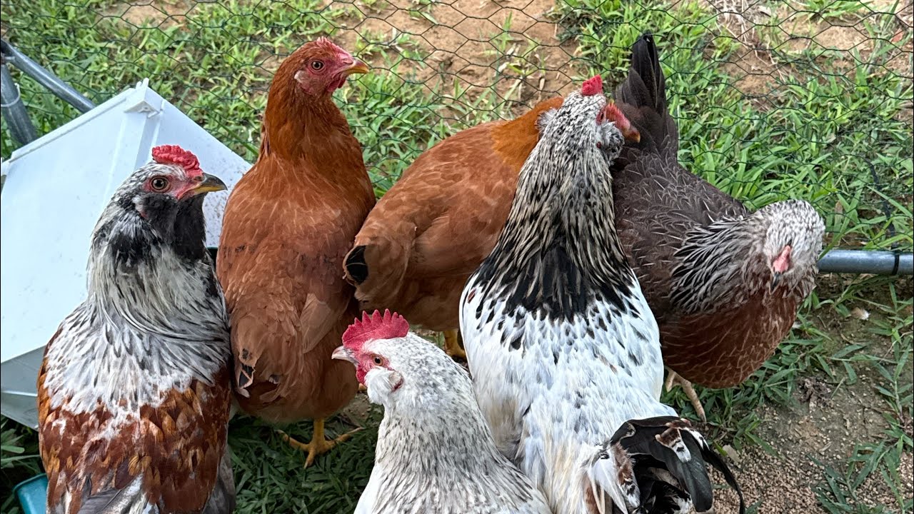 Meet the Chicks + Tour Their New Coop the boy built them. 🐥 #chickens #chickencoop #eggs 