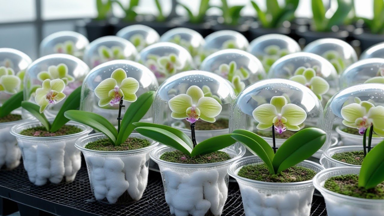 This method can clone thousands of purebred orchids. Flowers open all year round.