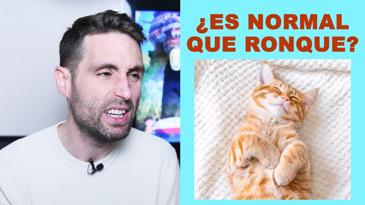 ¿Es normal que los gatos ronquen?