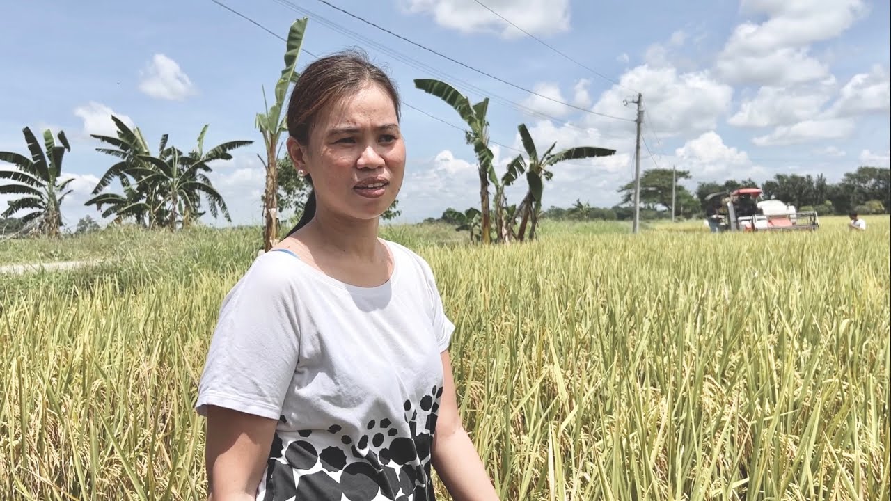 Mahal Na Pala Ang Palay Ngayon - High Price Rice - Ilang Sako Lang Ganito Agad Ang Halaga