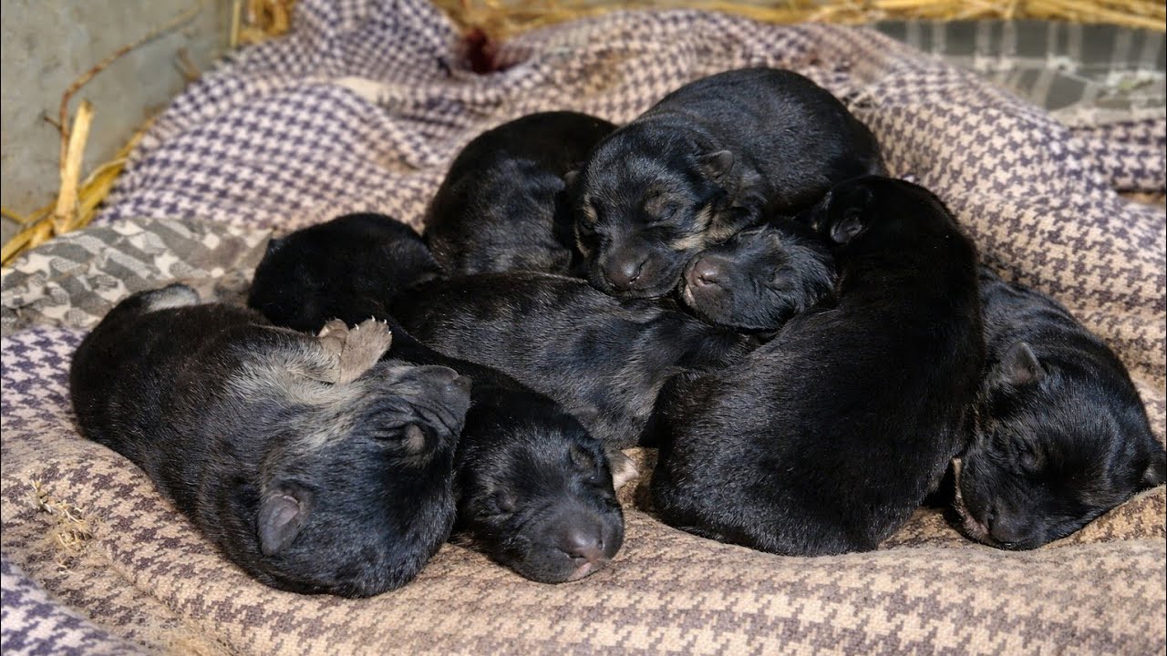 This Video Will Change How You See Working Line German Shepherds | Care, Diet & Puppy Adoption