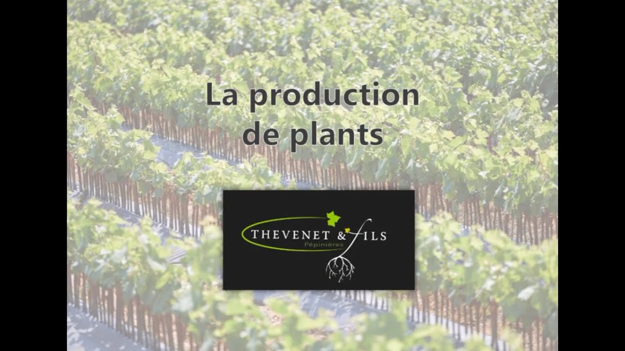 Film production plants 2021