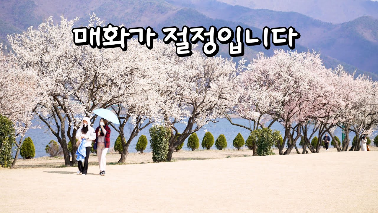 멋진사진 많이 담아가세요~ 김해 용당나루매화공원