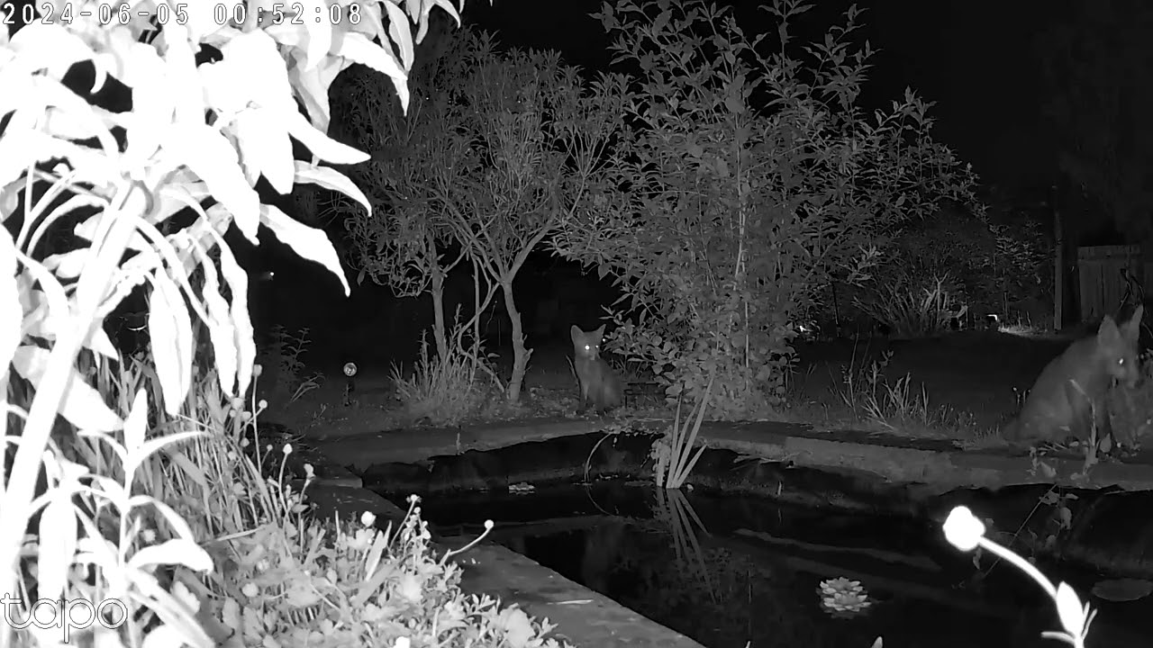 Baby fox cub crying #nature #foxy #nightvision #foxcub #cryingfox  &lrm;@AngelsWildGarden&nbsp;#adorable
