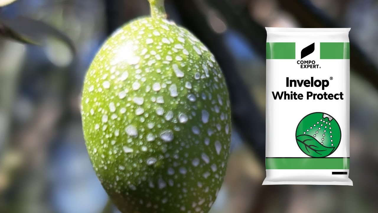 Acción frente estrés térmico - Potenciador de fitosanitarios - Invelop® White Protect - COMPO EXPERT