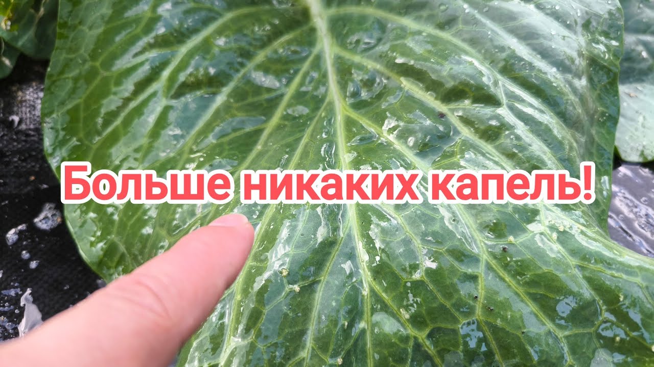 Выбросьте химию! Этот домашний прилипатель сделает ваши растения неуязвимыми!