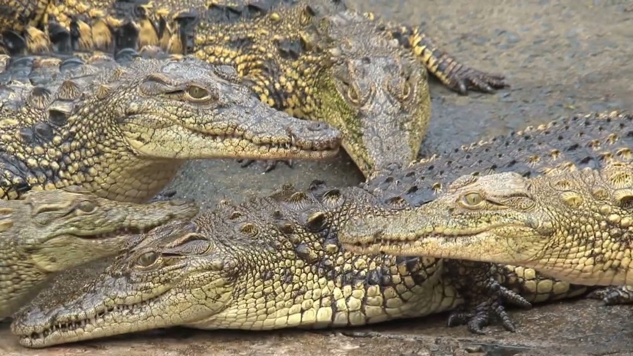 The PERFECT Predator. Why Crocodiles Survived the Dinosaurs