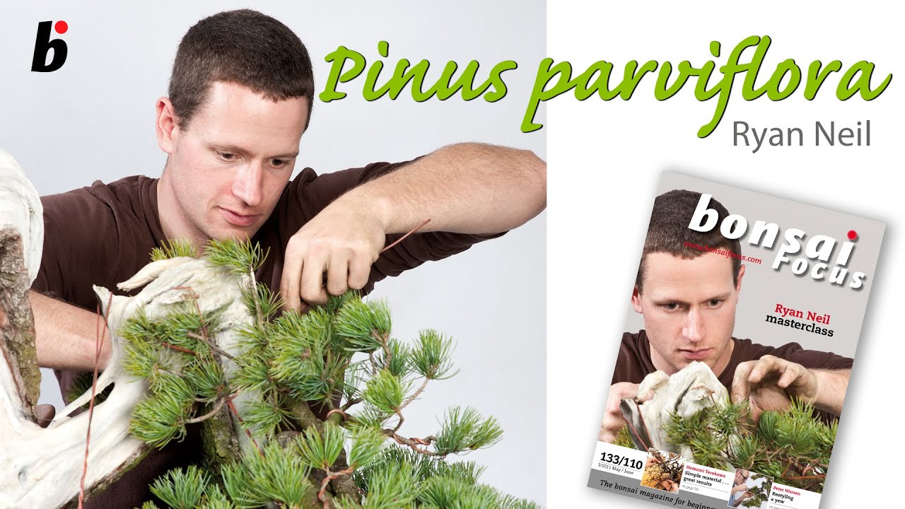 Bonsai Focus Demo White Pine - Ryan Neil