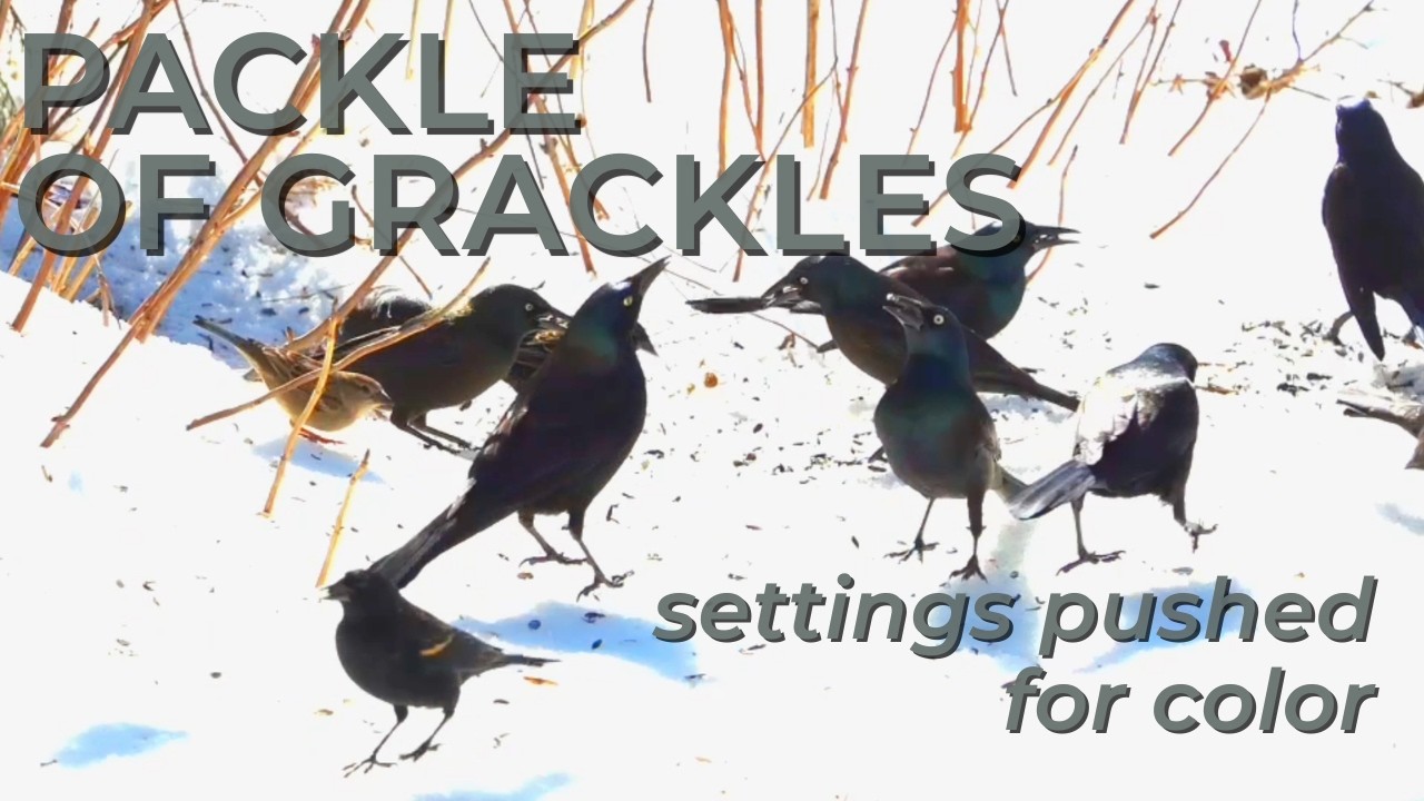 Grackle Iridescence Revealed | Color-Enhanced Winter Backyard Footage