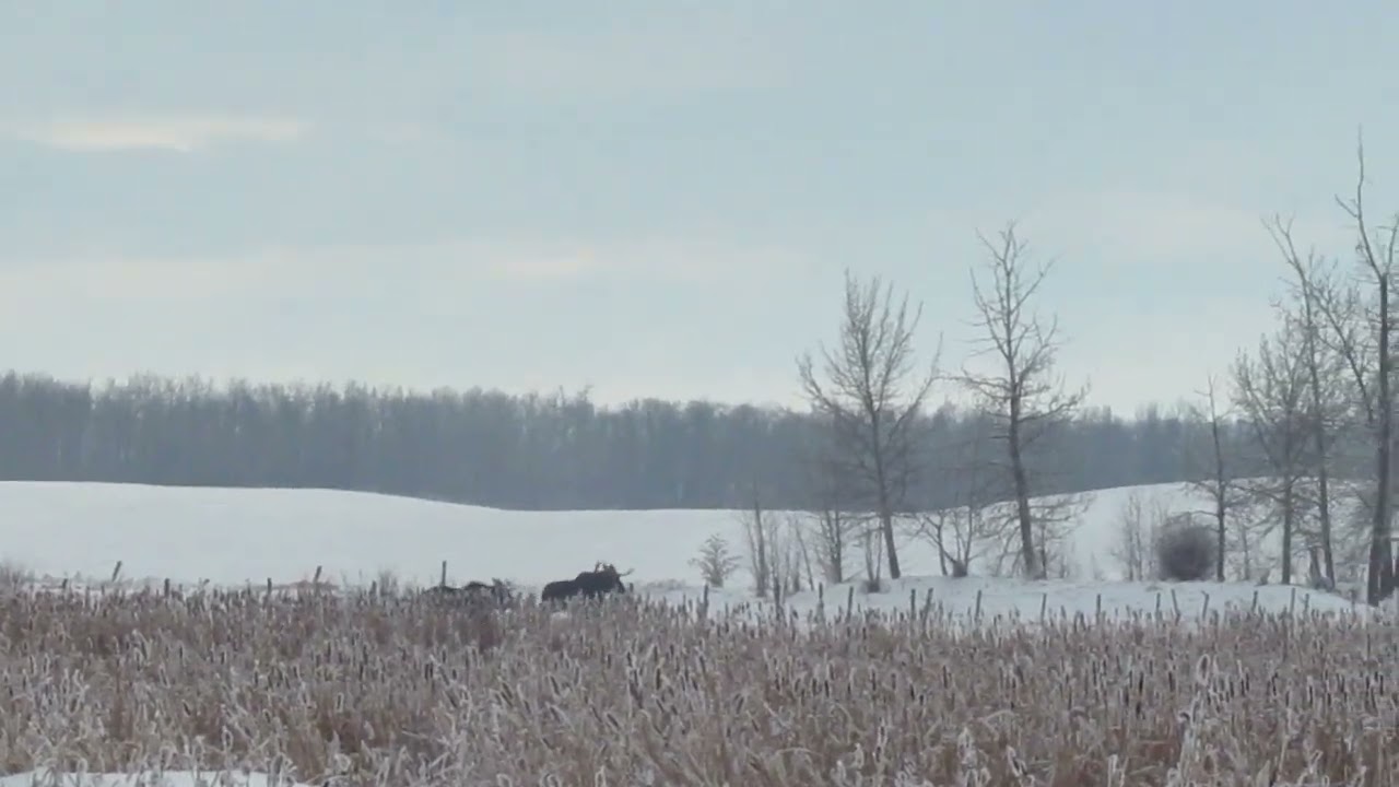 Two Moose VS .308!!