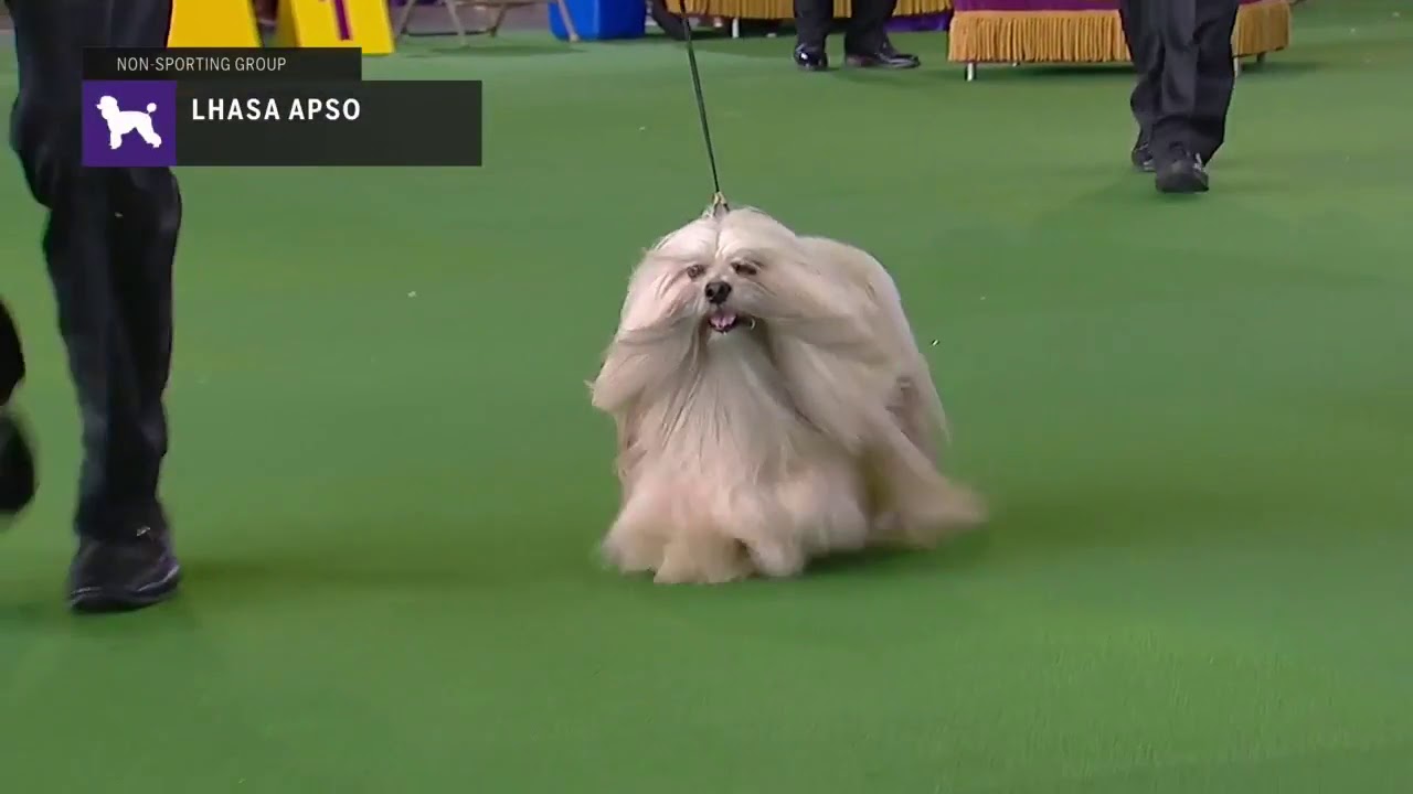Lhasa Apsos | Breed Judging 2019