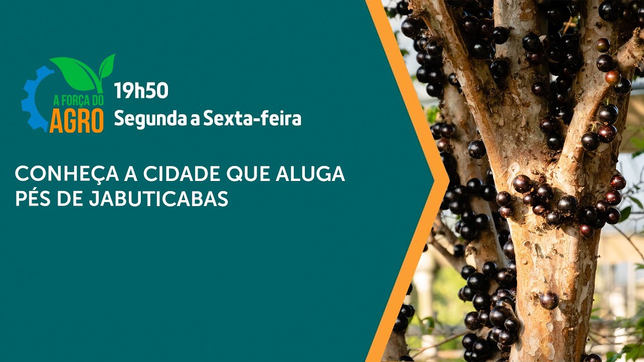 A Força do Agro - Conheça a cidade que aluga pés de jabuticabas