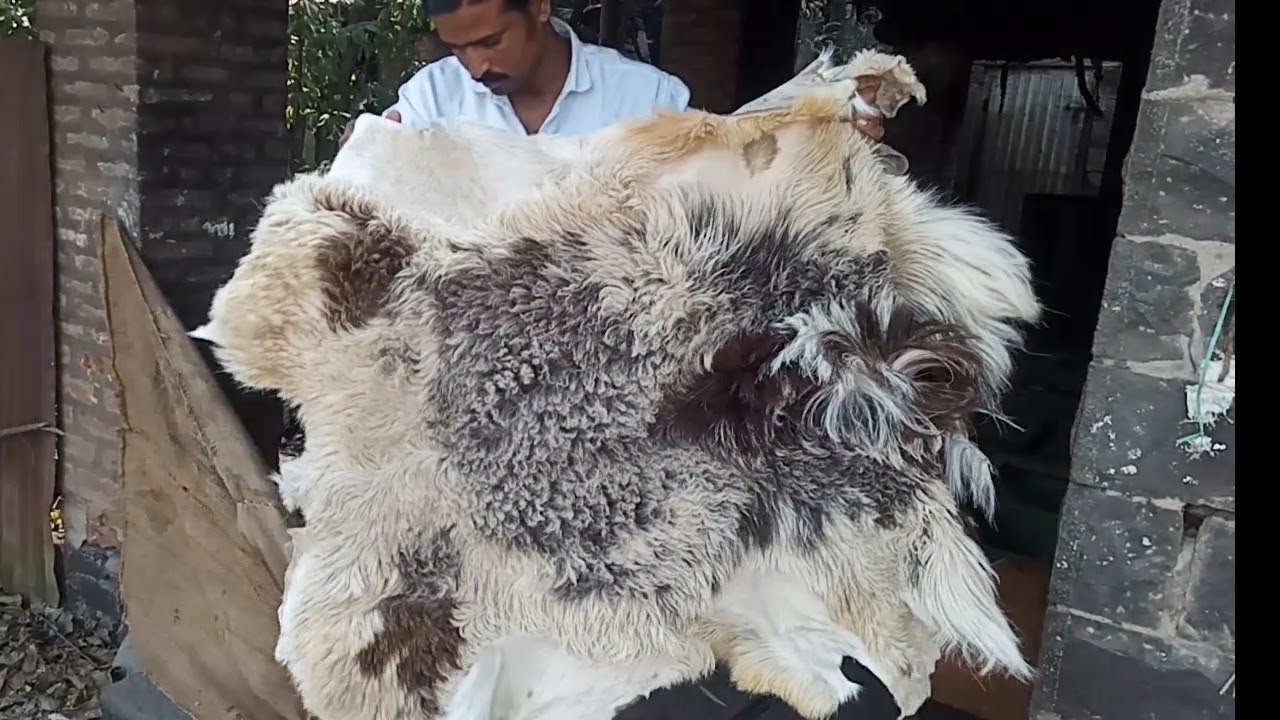 Bhed🐏 k Chamde ko balo k sath sukhane ka Egdam desi jugaad🔥👍 #leathertanningprocess #hindi #handmade