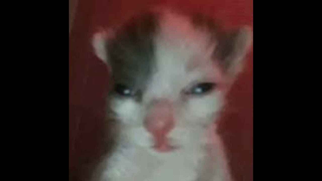 Bonita (speed up)