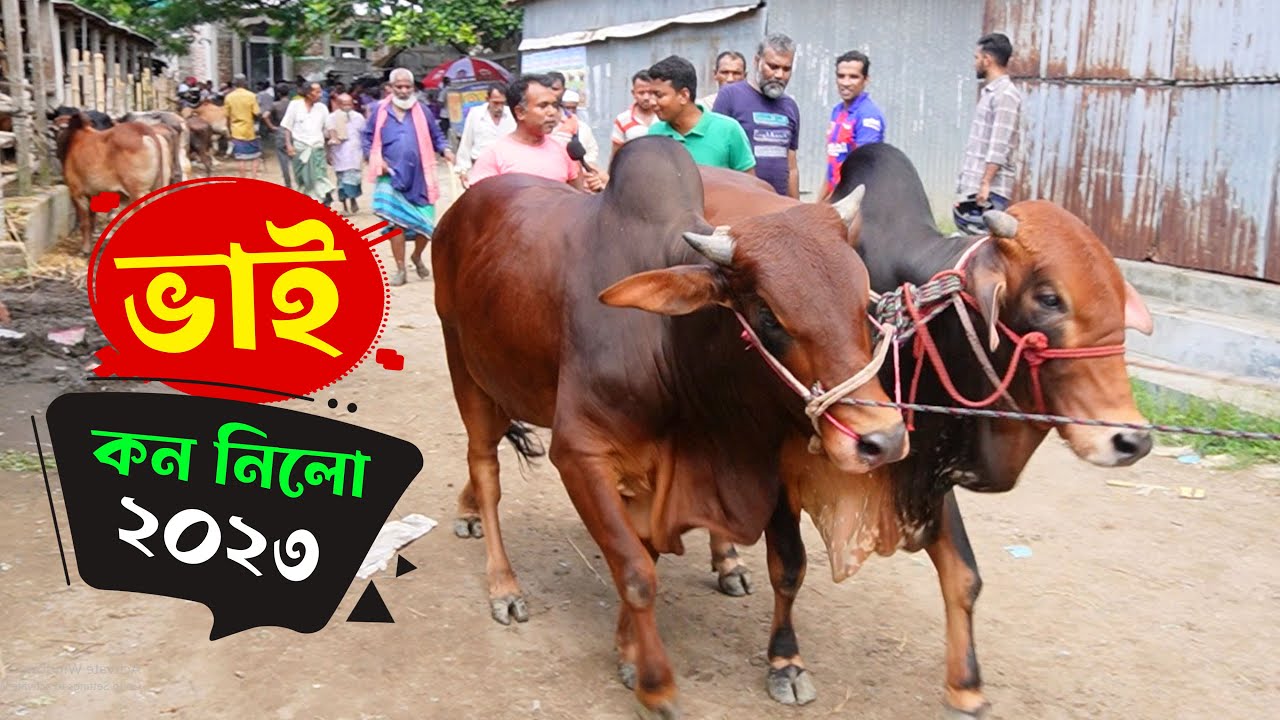 ভাই কত নিলো ২০২৩ !! Vai koto 2023 || Gorur haat 2023 || গরুর দাম 2023 || কৃষি ঘর