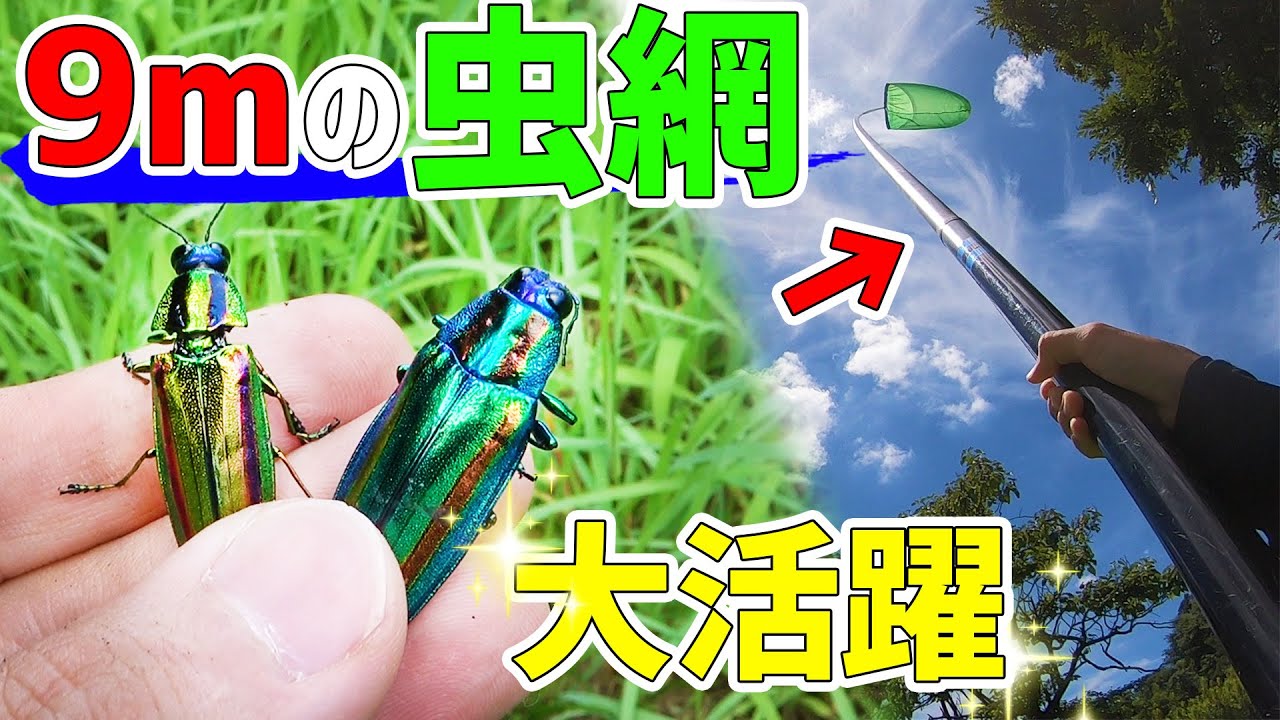 長さ9mの虫網でタマムシを虫取りしたら…大漁だった！
