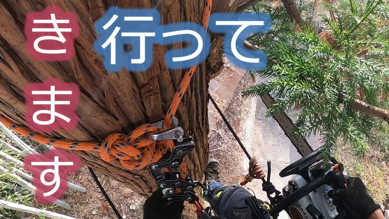 【特殊伐採】少人数でもやればできる伐採！ Fellimg of people who like high places