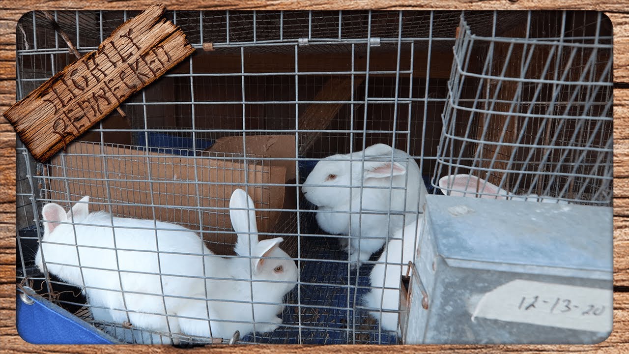 How Old Do Rabbits Have To Be To Breed