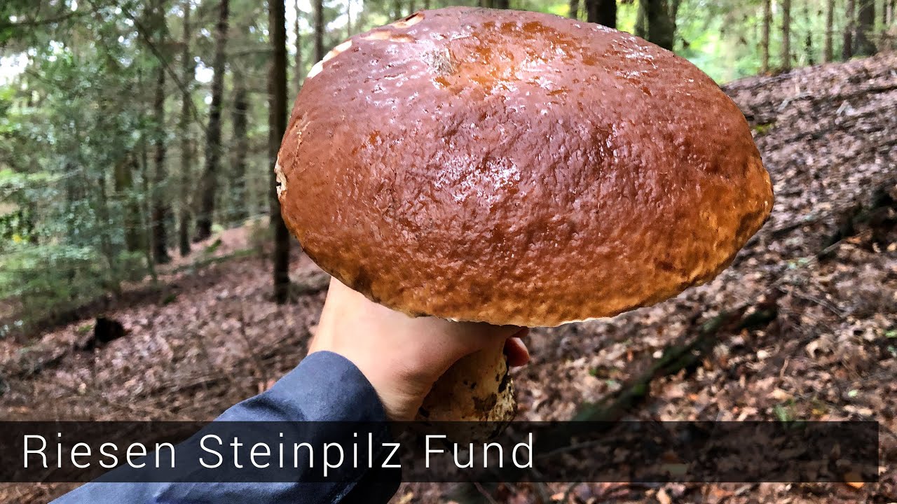 Riesen Steinpilz gefunden  - Pilze sammeln 2019