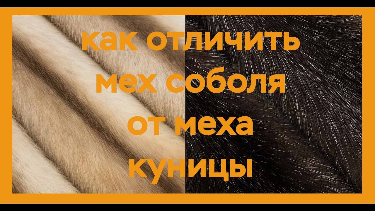 Как отличить мех соболя от меха куницы