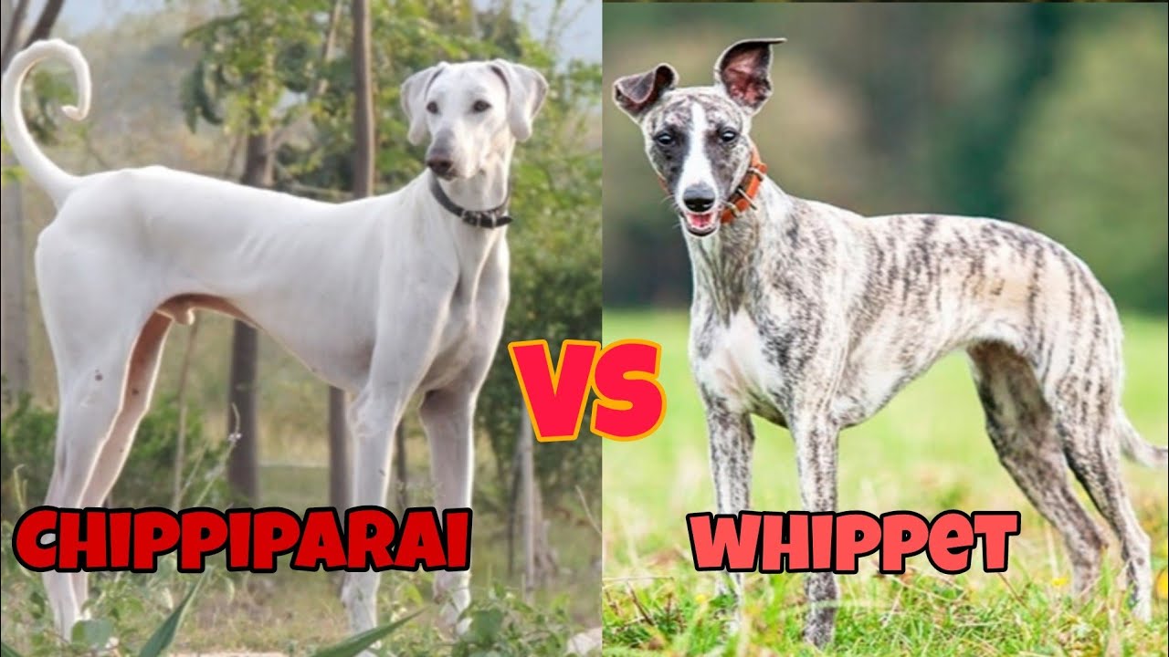 Chippiparai Dog Vs Whippet Dog. Comparison Video. Palakkadan Pets. Malayalam