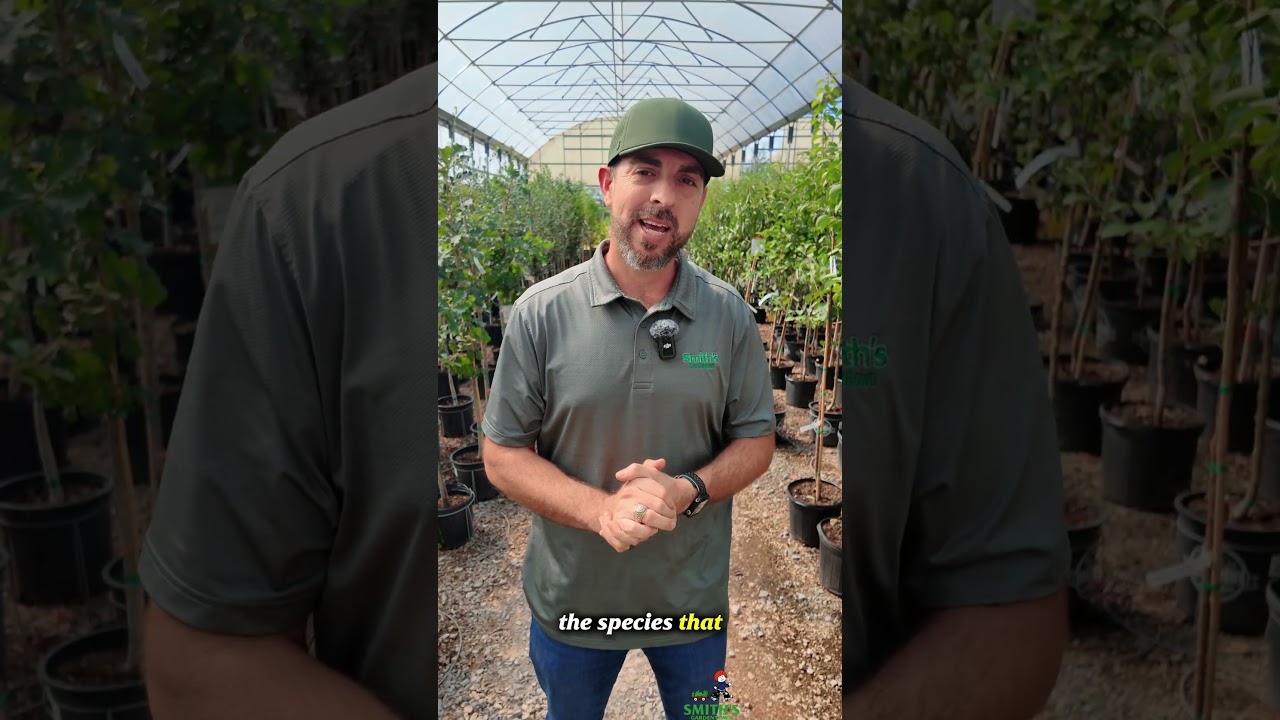 🌳 Думаете о посадке дерева? Начните здесь!