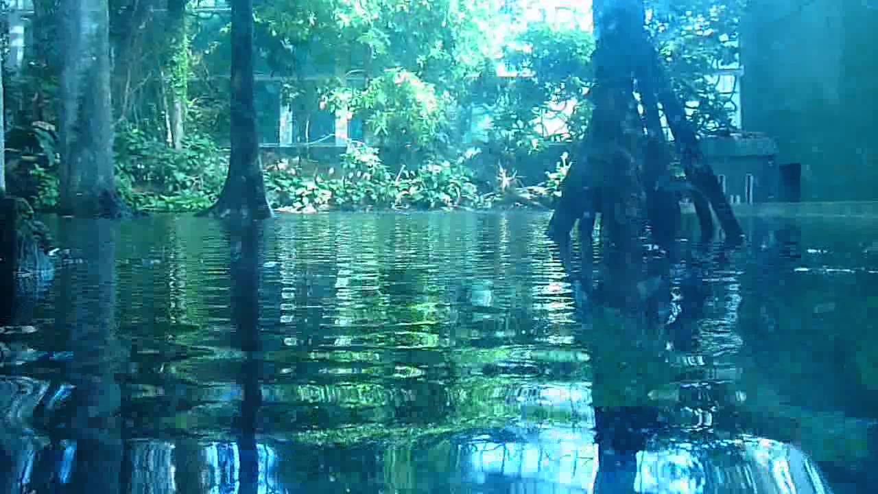 CosmoCaixa - Bosque inundado.avi