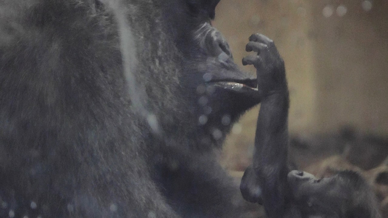 小さな甘えに優しく受け止めるゲンキママ｜京都市動物園｜撮影日2026.2.18｜【きょうのゴリラ】