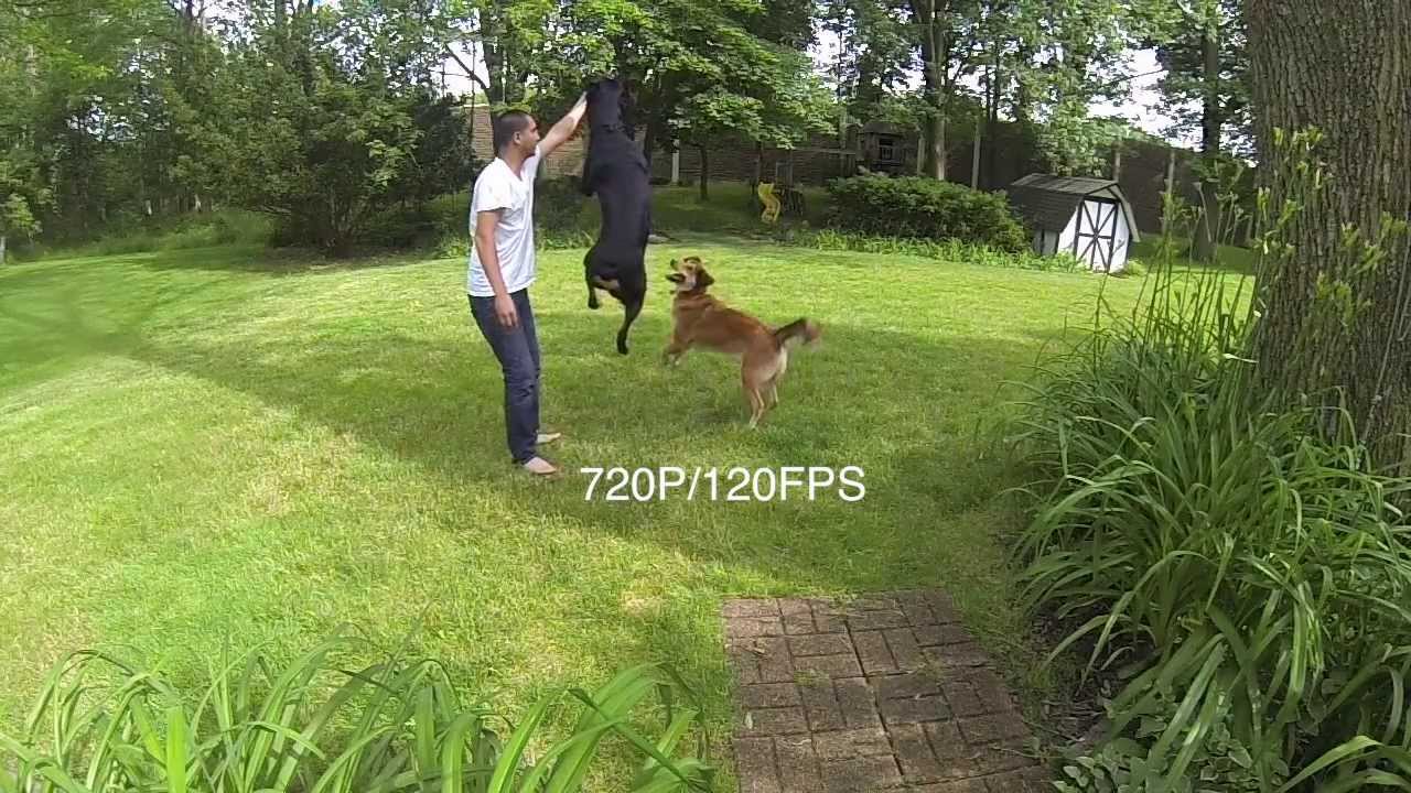 Rottweiler Jump (720p/120fps)