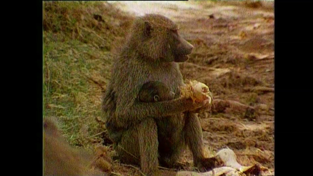 Бабуин &ndash;  Papio cynocephalus &ndash; Бабуїн - yellow baboon