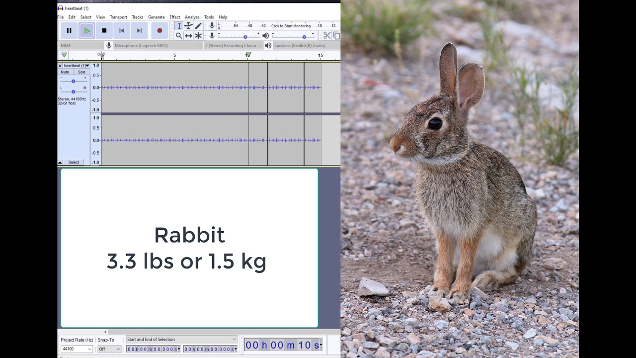 Comparative Heart Rate Sonograms and sounds.