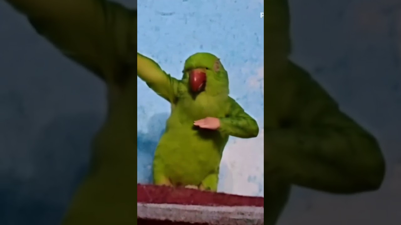 my first video #myfirstvideo #dancevideo #parrot #tota   #mitthu #viralvideo