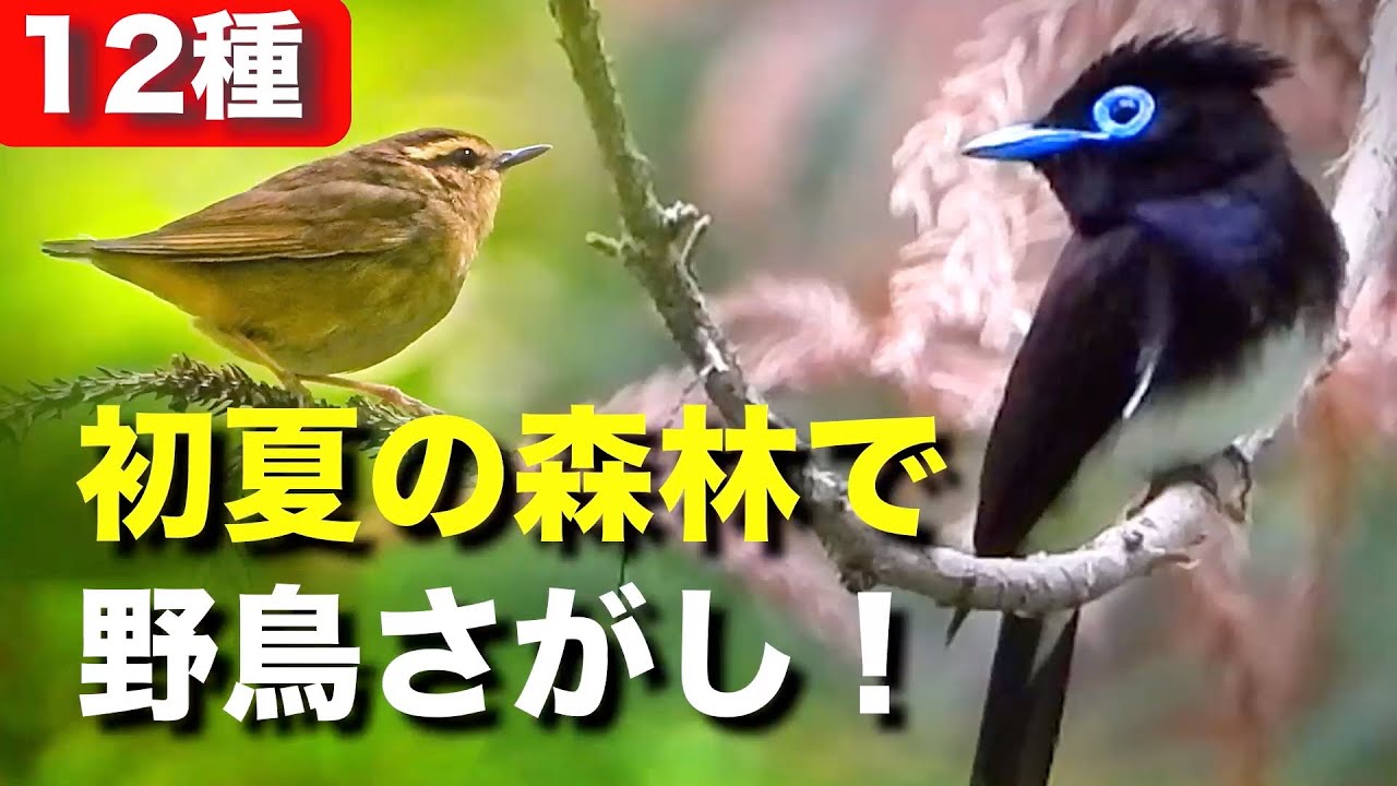 森林で野鳥を探してみよう〜サンコウチョウも発見！？