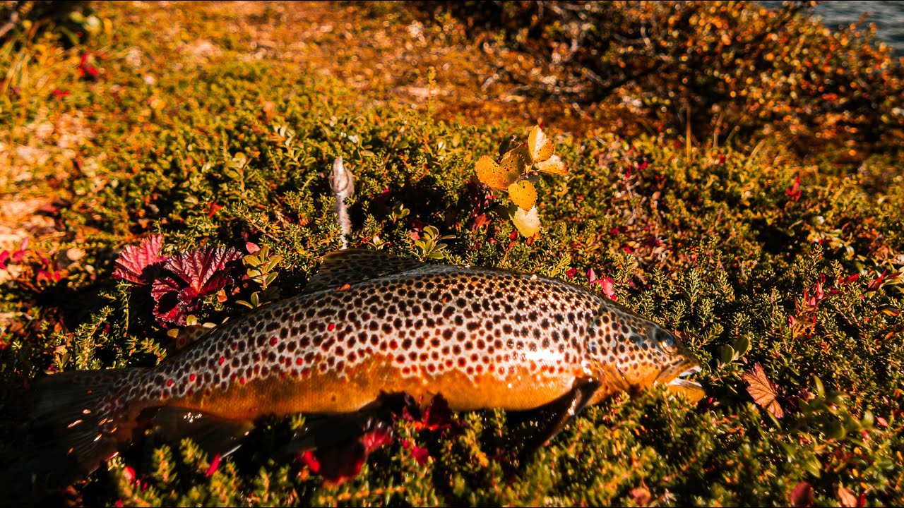 Septemberørret