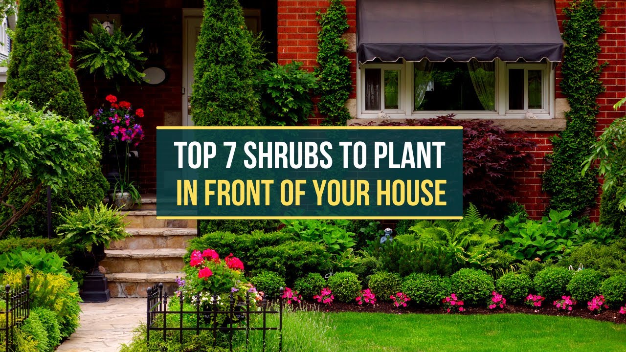 TOP 7 SHRUBS TO PLANT IN FRONT OF YOUR HOUSE ✅