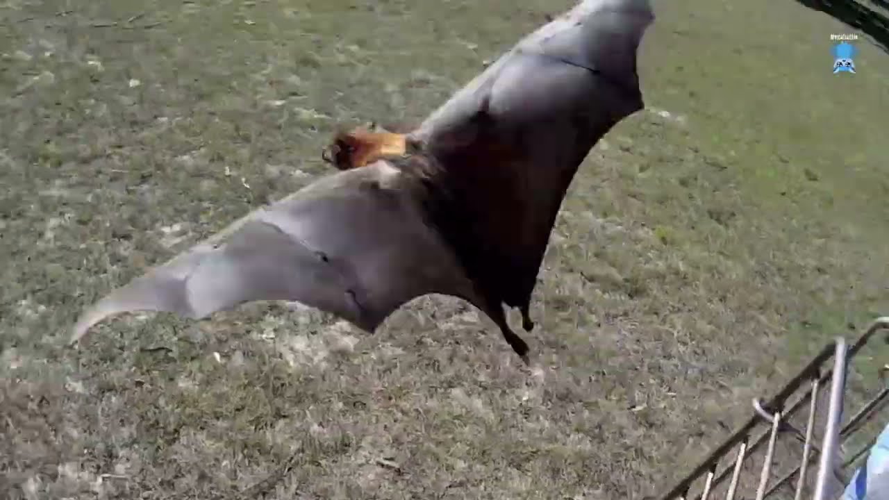Hard releasing a flying-fox after care;  this is Thongs, with a happy ending to her story