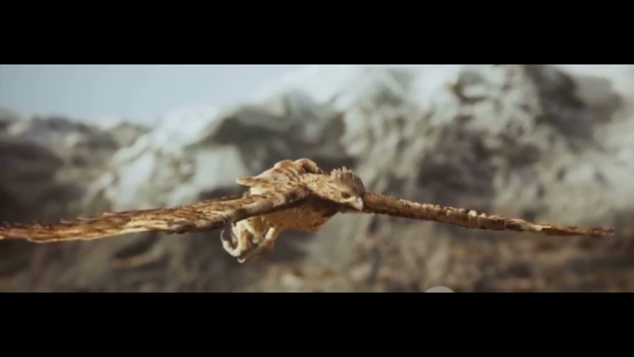 Eagle's eyes view: The hunt#wildlife #eagles #sky @Wildlife-AdvantureInHindi @wildlifebd