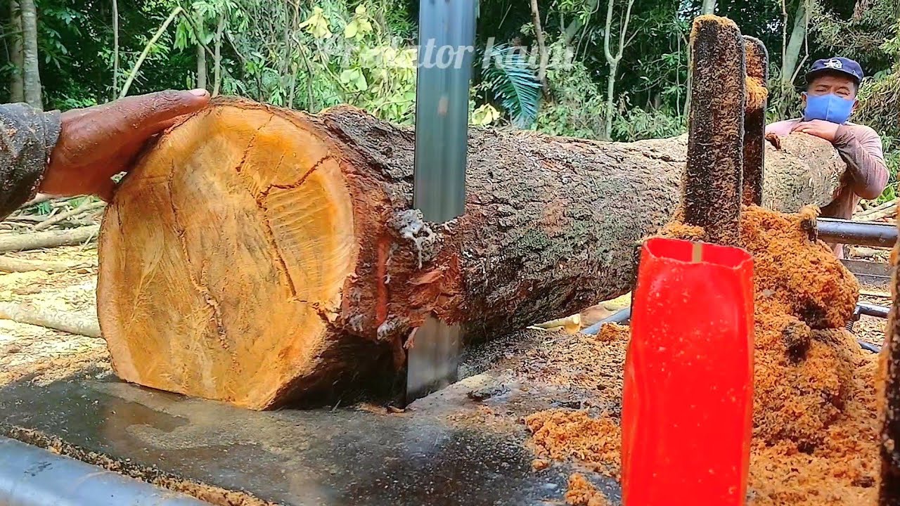 BEGINILAH‼️ operator Merajang Kayu Lamtoro dan Jowar-Gergaji Bandsaw