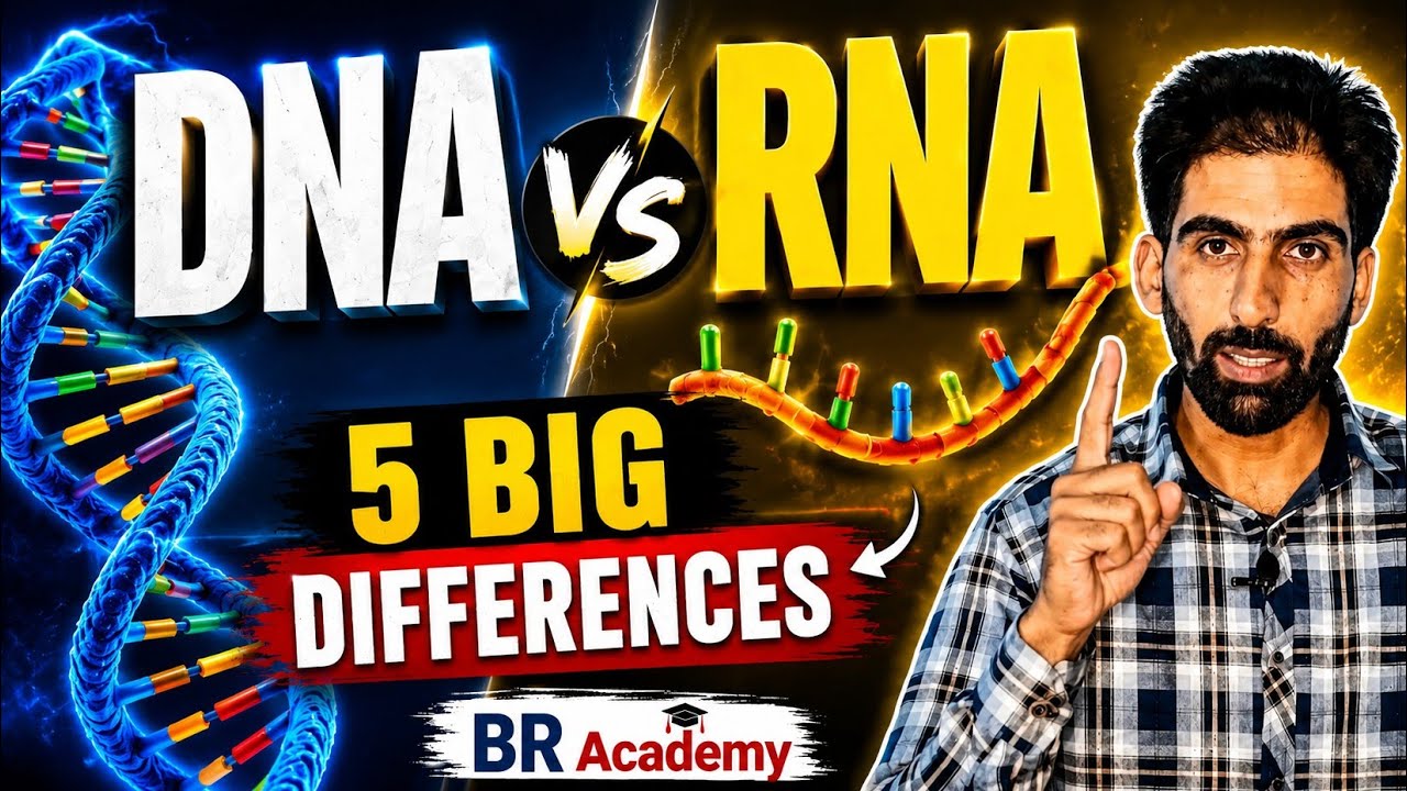 DNA and RNA basics l BR Academy