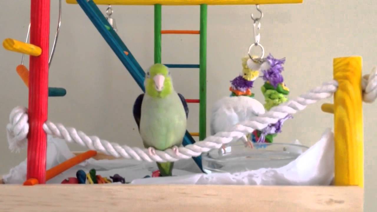 Birthdays & New Playgym!