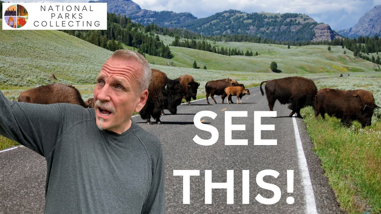 8 Things to Know about Lamar Valley, Yellowstone National Park before you go!