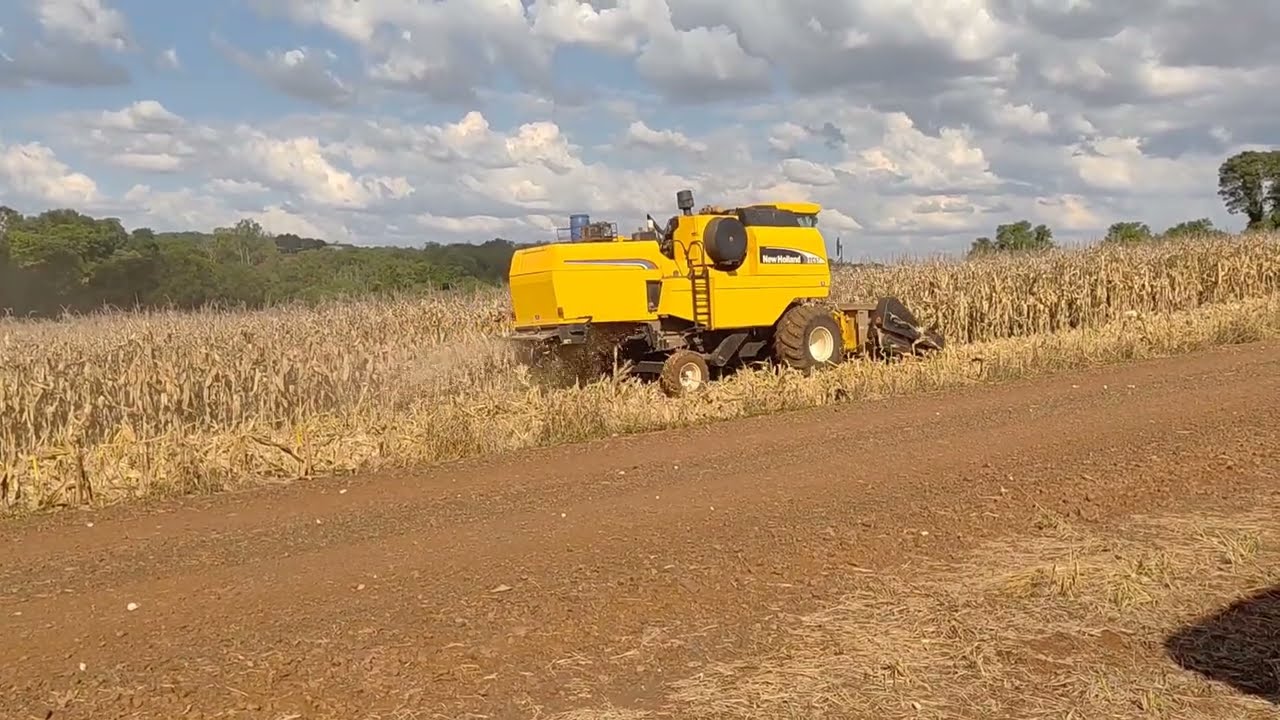 Colheita do milho verão para moer para ração das vacas 🐄 