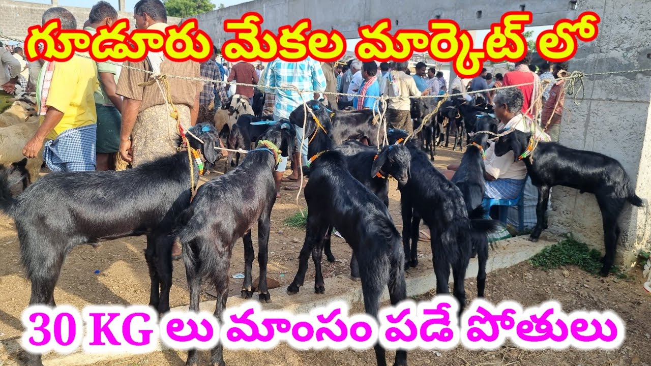 పెద్ద సైజ్ మేకపోతులు 63009 20335 గూడూరు గొర్రెల సంత 22 8 2025 Gudur sheep market Today #Goat