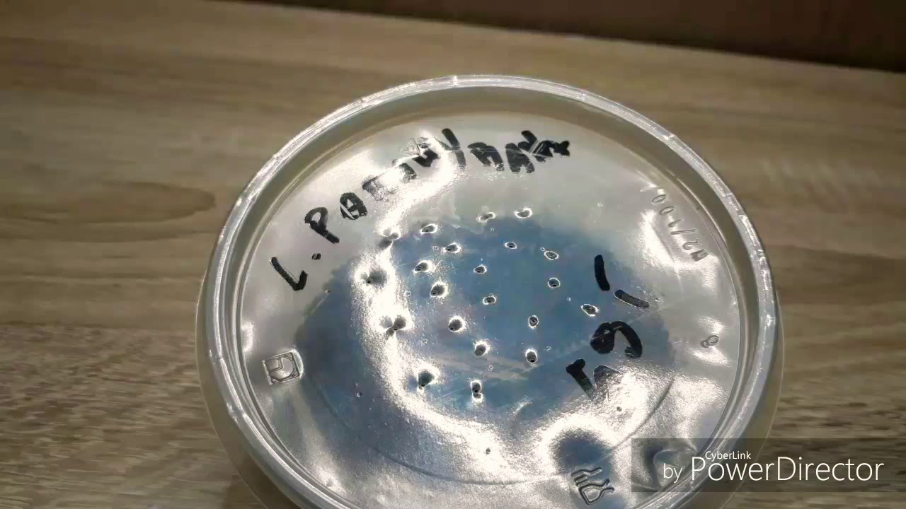 Jak zostać terrarystą I Jak przekonać opiekuna do posiadania ptasznika I Część 1