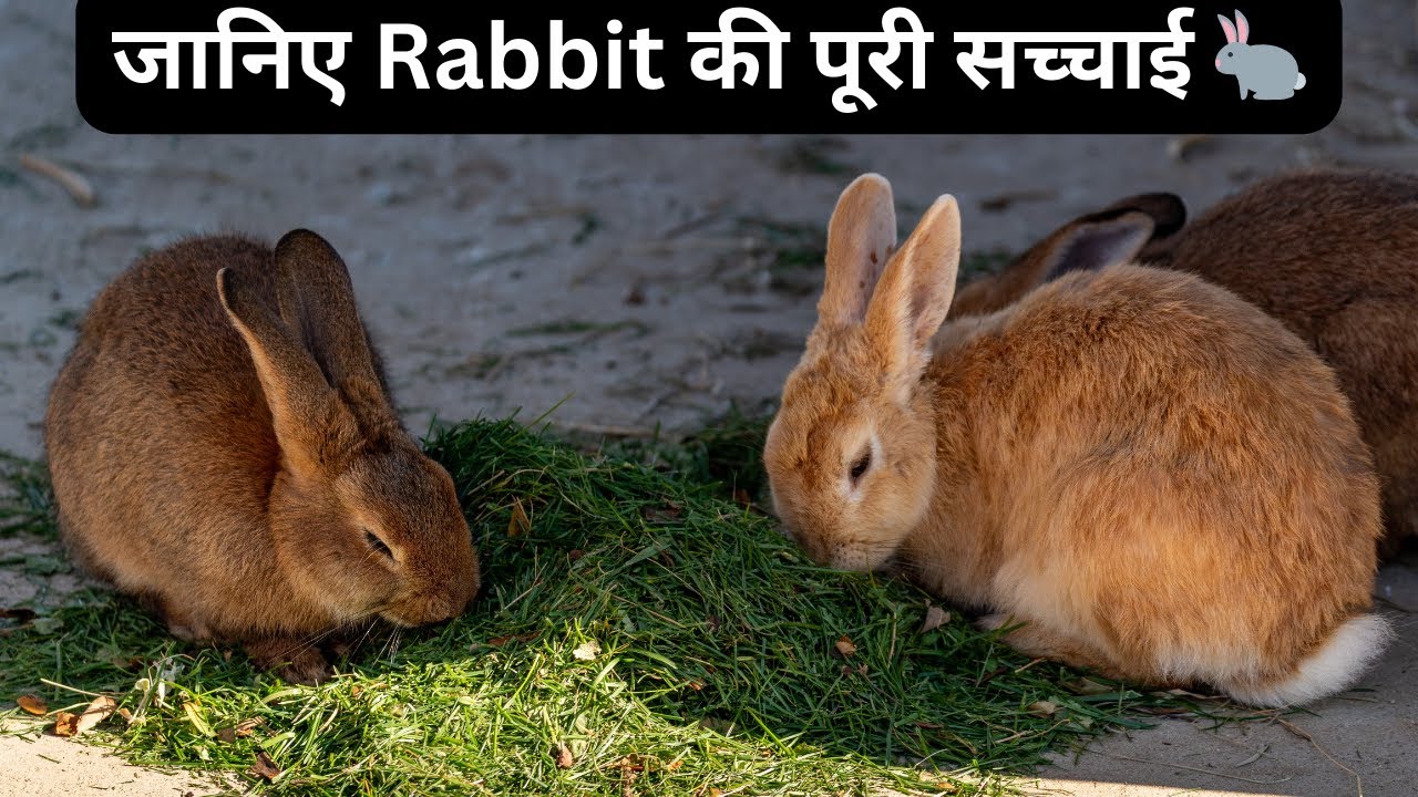 Rabbit के बारे में पूरी जानकारी | Khargosh की खासियत, कमजोरी और देखभाल | Hindi