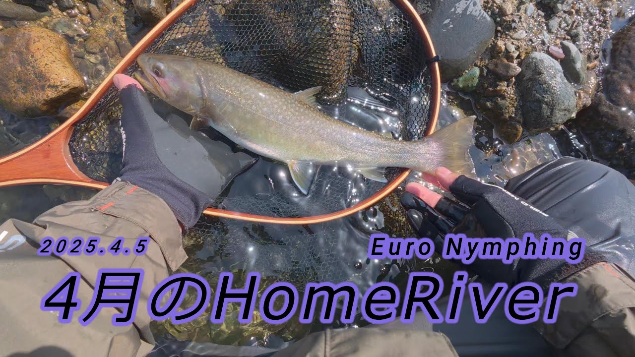 【ユーロニンフィング】2025.4.5 ENで釣る 4月のHomeRiver【Euro Nymphing】